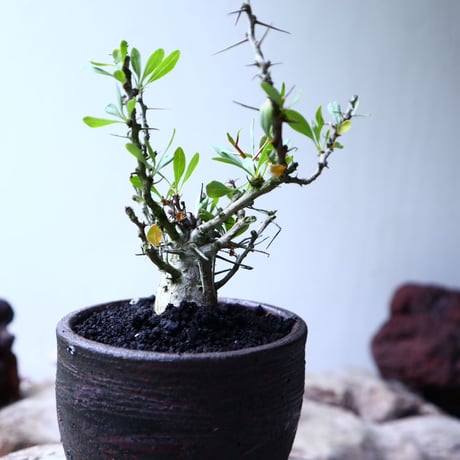フォークイエリア  コルムナリス  観峰玉 Fouquieria columnari   no.102704