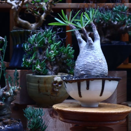 パキポディウム  グラキリス／Pachypodium  gracilius       no.53003