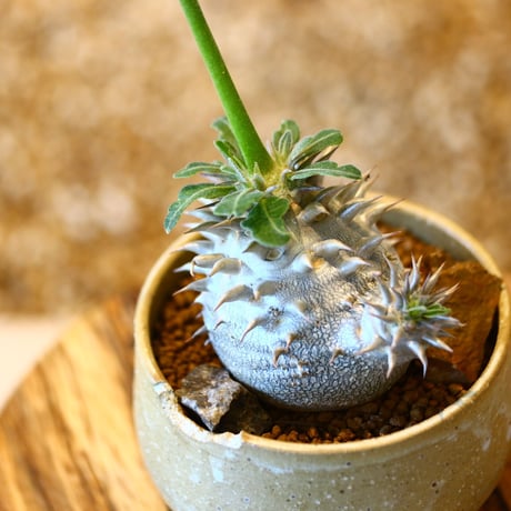 パキポディウム  恵比寿大黒 / Pachypodium  Densicaule    no.50745