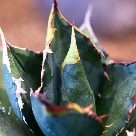 Agave titanota"FO-076" 　no.32448