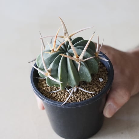 Echinofossulocactus coptonogonus / 竜剣丸 (3号鉢)  no.913/33