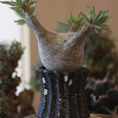 Pachypodium gracilius × soso   no.818118