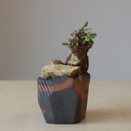 Portulacaria pygmaea × N/OH  no.207-2