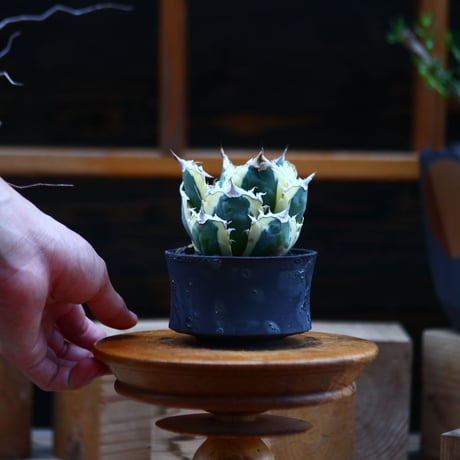 チタノタ スナグルトゥース／Agave titanota 'Snaggle Tooth'    no.92605