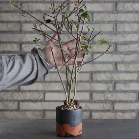 Euphorbia geroldii × N/OH (3.5号)  no.524/3