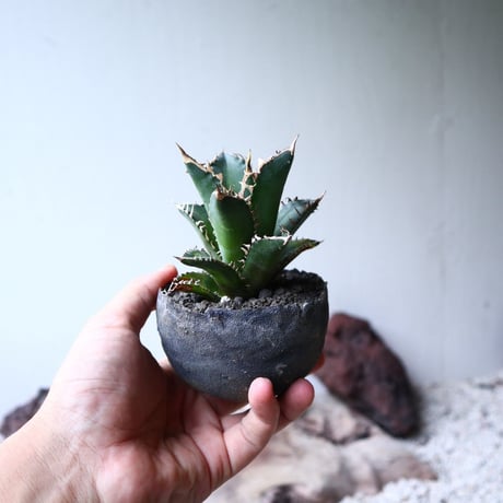 アガベ  チタノタ  レッドキャットウィーズル   Agave titanota"Red Catweezle”   no.90805