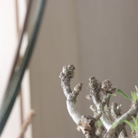 Pachypodium gracilius × Kazuhiro Arima / humanity pot (7.5号鉢)   no.420-46