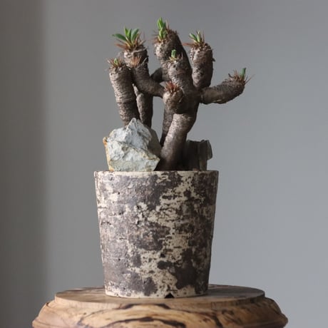 Euphorbia guillauminiana × たけろうポット   no.912-10