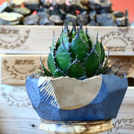 Agave horrida × N/OH   no.107120