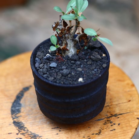 フォークイエリア  コルムナリス  (観峰玉)／Fouquieria columnaris   no.91963
