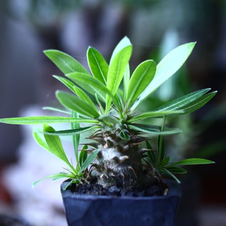 パキポディウム  マカイエンセ 実生   Pachypodium Makayense   no.71912