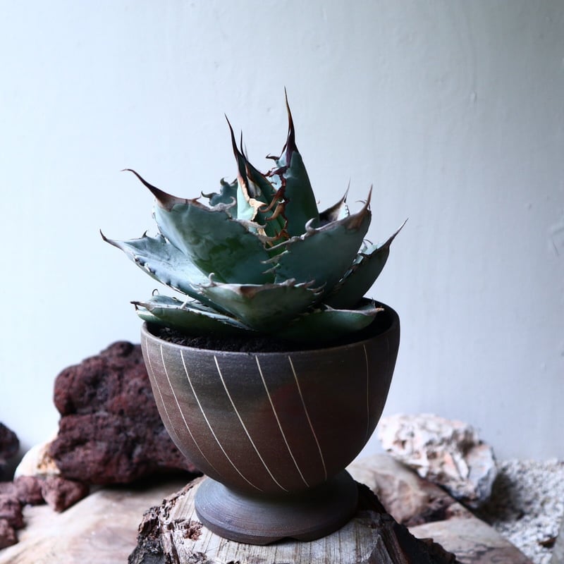 アガベ チタノタ 〝アイス ブルー〟 Agave titanota ice blue