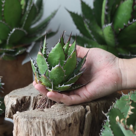 U.S. horrida (Agave horrida) / Style of Chika　no.1203-67