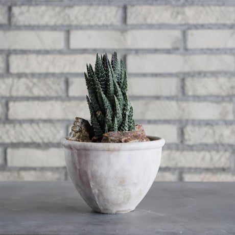 Haworthia papillosa × Shin Tabata (4.5号)  no.920/12