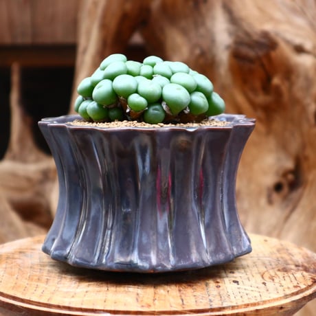 コノフィツム ペアルソニー / Conophytum  pearusoni   no.31226