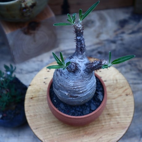 パキポディウム  グラキリス／Pachypodium  gracilius       no.53005