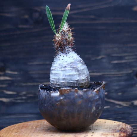 パキポディウム  グラキリス   Pachypodium  gracilius       no.30706