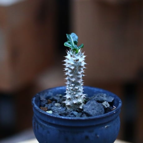 パキポディウム タッキー／Pachypodium'Tackyi'     no.120561