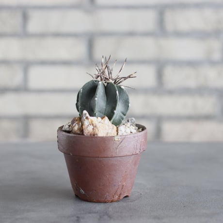 Astrophytum capricorne v. crassispinum (黒刺水牛大鳳玉) × YAMABACHI var.六本芽 (3号)  no.621/47