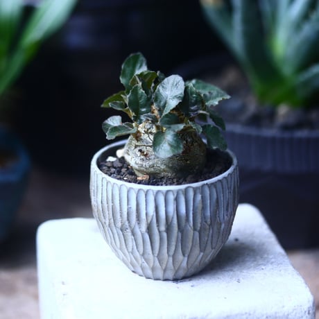 ドルステニア フォエチダ   Dorstenia foetida  no.61430