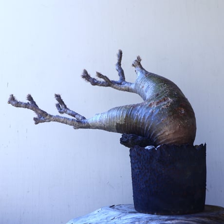パキポディウム グラキリス   Pachypodium rosulatum var. gracilius no.11208