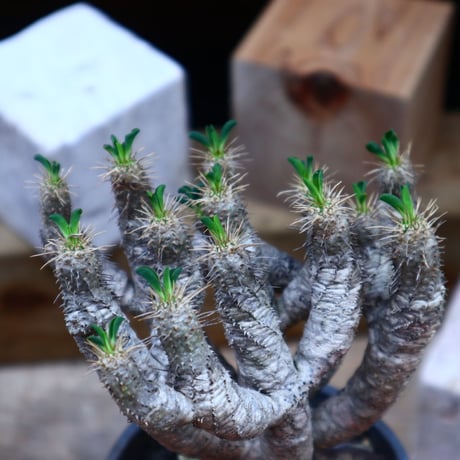 ユーフォルビア  ギラウミニアナ／Euphorbia guillauminiana  no.72544