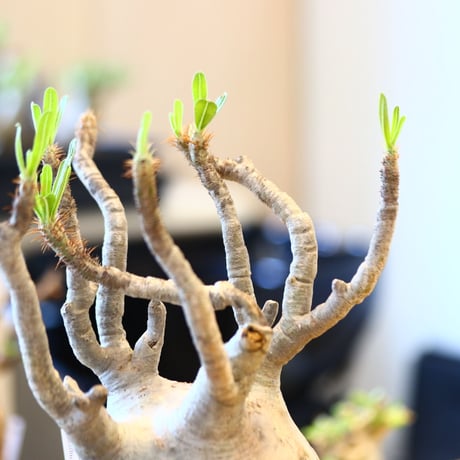 たけろうポット × Pachypodium  gracilius   no.72366