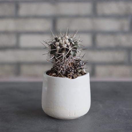 Copiapoa carrizalensis (3号)  no.510/59
