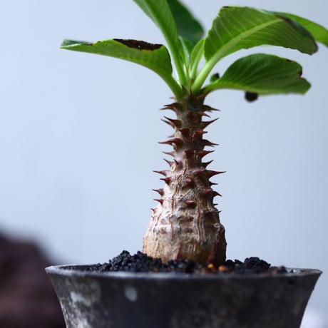 パキポディウム  ウィンゾリー   Pachypodium baronii var. windsori    no.017