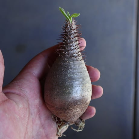 パキポディウム グラキリス 抜苗  Pachypodium rosulatum var. gracilius no.100623