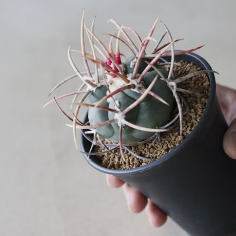 Thelocactus hexaedrophorus v. fossulatus / 緋冠竜 (3号鉢)  no.913/36