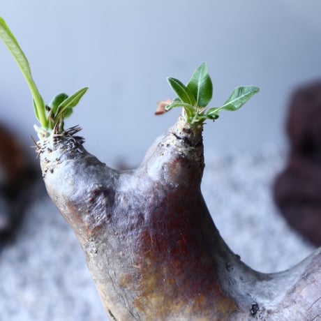 パキポディウム   デンシ フローラム  Pachypodium densiflorum no.61607