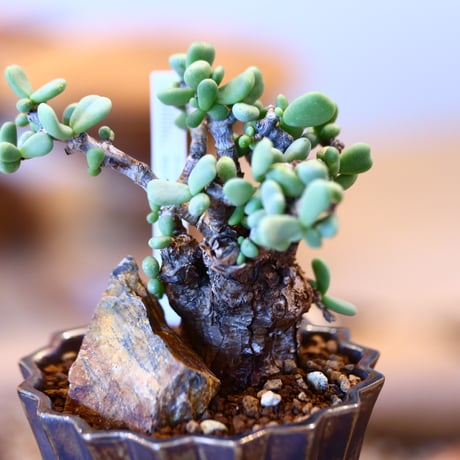 Ceraria pygmaea × soso     no.31021