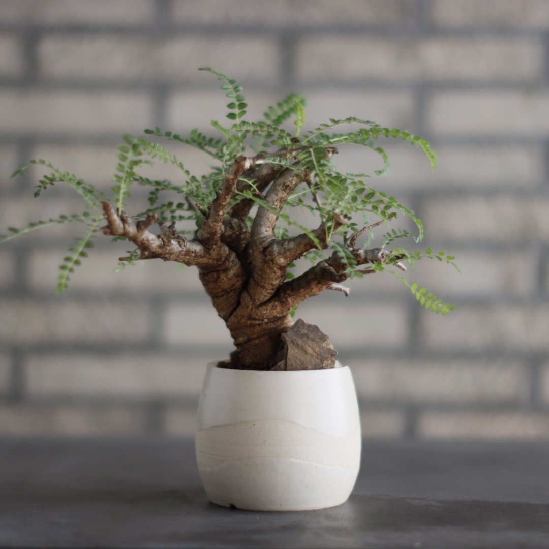 Boswellia neglecta × N/OH (3号) no.823-6 | 芽の巣山