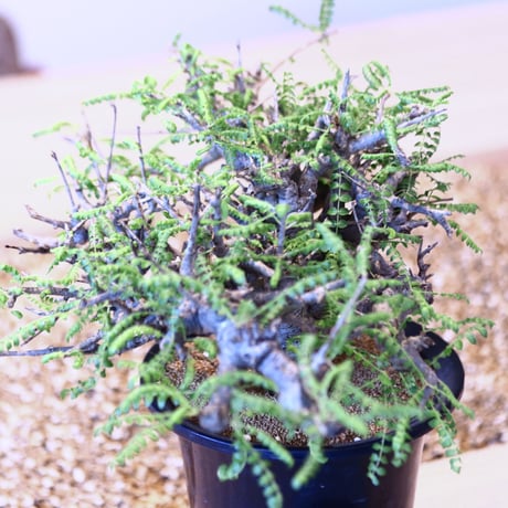 ボスウェリア  ネグレクタ/ Boswellia neglecta    no.43001