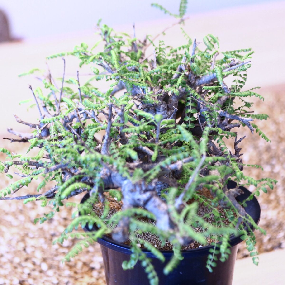 ボスウェリア ネグレクタ/ Boswellia neglecta no.43001 |