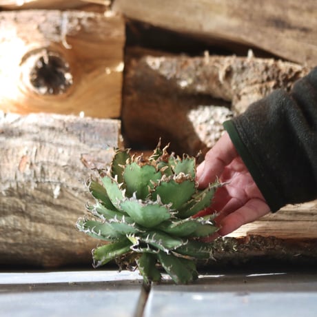 U.S. filigree (Agave titanota filigree)/ Style of Chika　no.1203-6