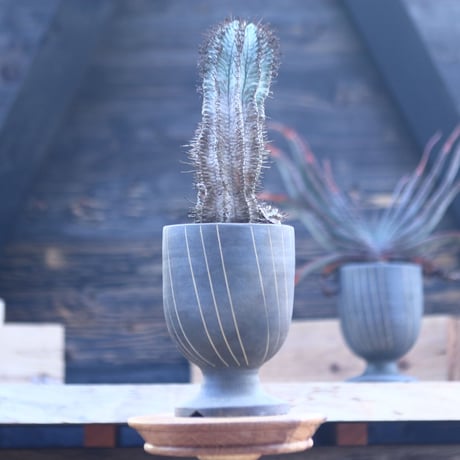 ユーフォルビア  ホリダ     Euphorbia  horrida     no.22804