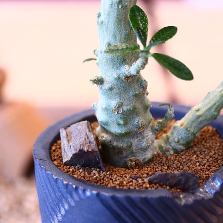 N/OH × Dorstenia gigas   no.61861