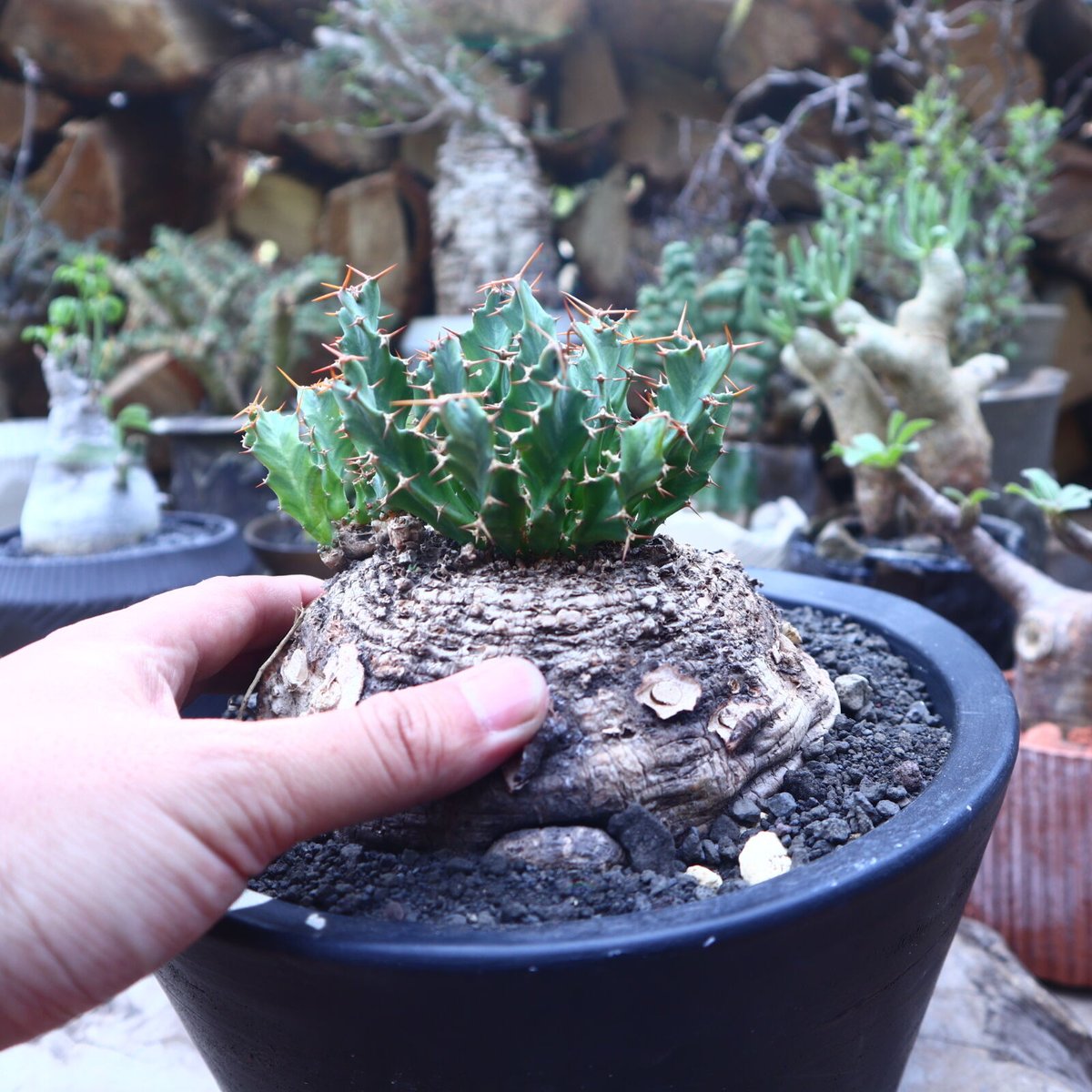 ユーフォルビア クラビゲラ Euphorbia clavigera no.41816