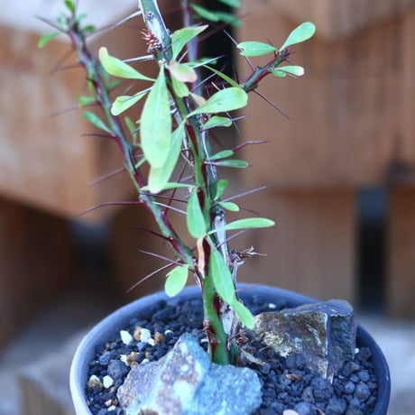 フォークイエリア hyb.／ Fouquieria hyb. （purpusii × fasciculata ） no.120566