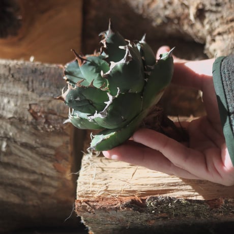U.S. FO-76 (Agave titanota FO-76) / Style of Chika　no.1203-21