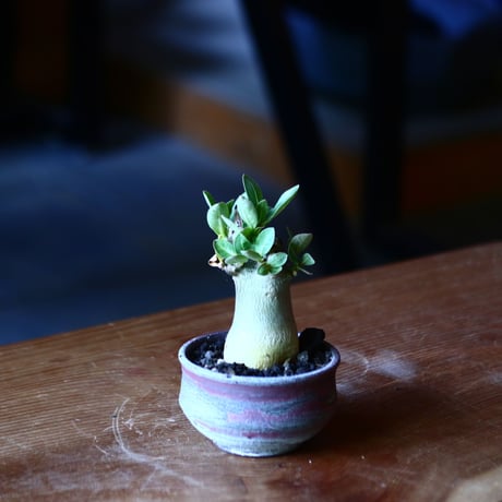 アデニウム アラビカム   Adenium  arabicum  no.81647