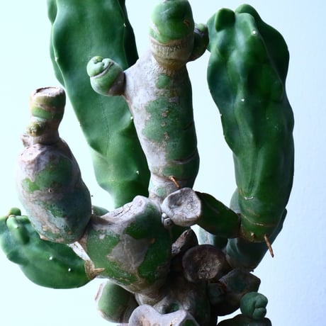 ロフォケレウス  福禄寿   Lophocereus schottii   No.037