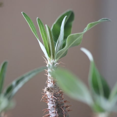 Pachypodium gracilius × たけろうポット    no.51225