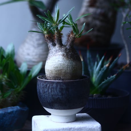 パキポディウム グラキリス   Pachypodium rosulatum var. gracilius no.61421