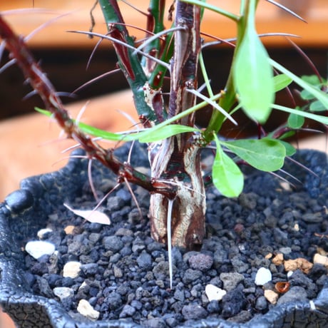 フォークイエリア hyb.／ Fouquieria hyb. （purpusii × fasciculata ） no.60577
