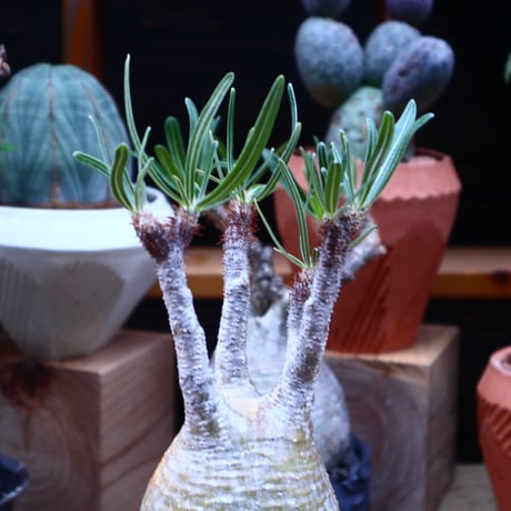 パキポディウム  グラキリス／Pachypodium  gracilius    no.71816