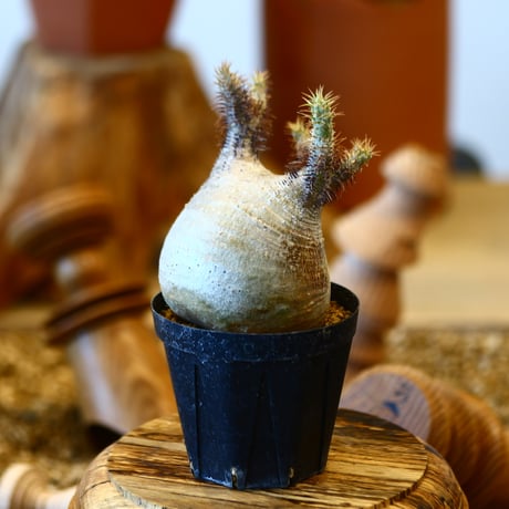 'ハルコイ´セット (N/OH × Pachypodium gracilius)  no.30310