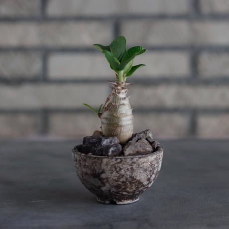 Pachypodiu windsorii × takero pot (2.5号)  no.817-21